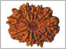 eleven mukhi-rudraksha
