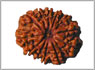 12 mukhi-rudraksha beads hyderabad