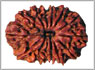 14 mukhi rudrakshas hyderabad