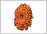 16 mukhi rudraksha Kolkata 