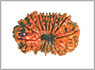 17 mukhi rudraksha Delhi 