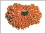 18 mukhi rudraksha beads Delhi