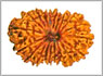 20 mukhi rudraksha Delhi