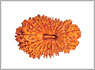 21 mukhi nepal rudraksha bead