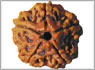 5 mukhi-rudraksha mumbai