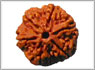 6 mukhi rudraksha bangalore