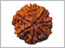 7 mukhi-rudraksha beads hyderabad
