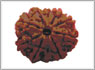 8 mukhi-rudraksha Chennai 