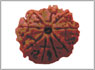 9 mukhi rudraksha Mumbai