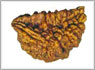  rudraksha one face moonshape